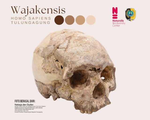 Museum di Belanda Kirim Replika Tengkorak Fosil Homo Wajakensis ke Tulungagung