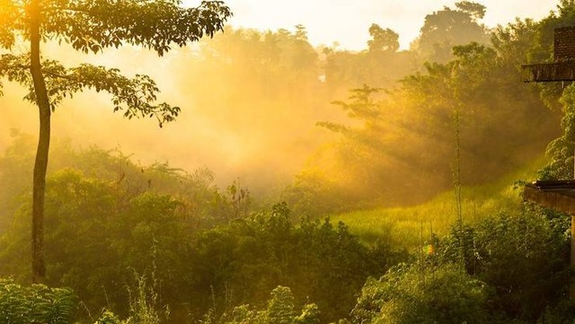 Ilustrasi Hutan Indonesia. Foto: freepik