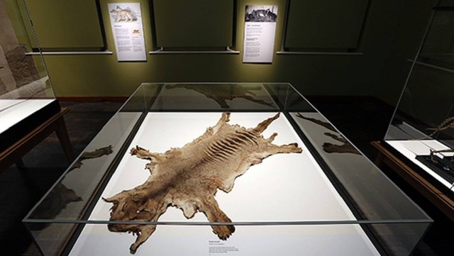 Bulu harimau Tasmania yang dikira hilang dan ditemukan di lemari museum.  Foto: Tasmanian Museum & Art Gallery (TMAG)