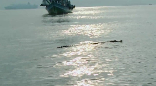 Buaya diperkirakan berukuran 2 meter kembali muncul di perairan Teluk Lampung, warga sekitar dan nelayan merasa khawatir. | Foto : Ist