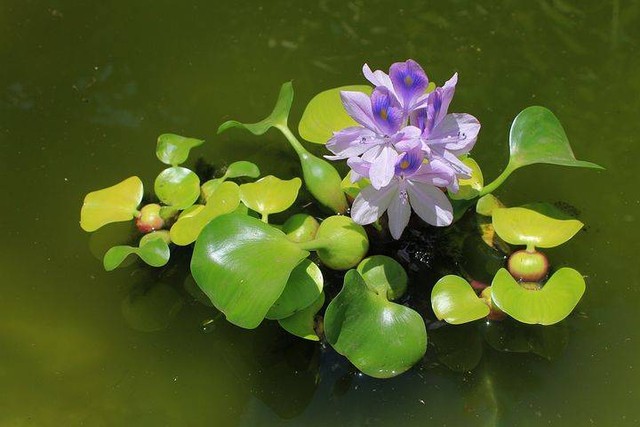 Ilustrasi contoh tanaman hidrofit. Foto: Pixabay 