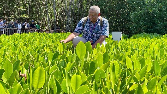 Mencermati bibit - bibit Mangrove kualitas terbaik, kembali dekat dengan lingkungan dan alam. Wujud green economy yang selayaknya menjadi perhatian bersama. 