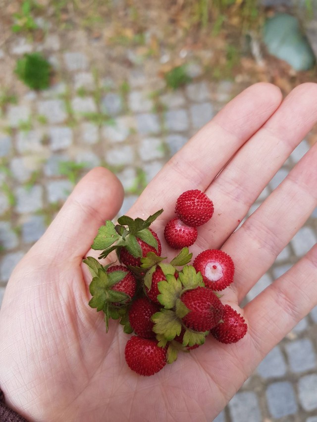 Unik! 5 Buah Asli Indonesia Ini Terlihat Mirip dengan Buah di Luar ...