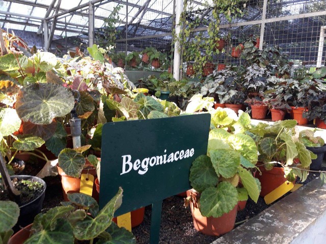 Hakoleksi Tumbuhan Begonia Kebun Raya Bogor. Foto Dokumentasi : Hartutiningsih M. Siregar.