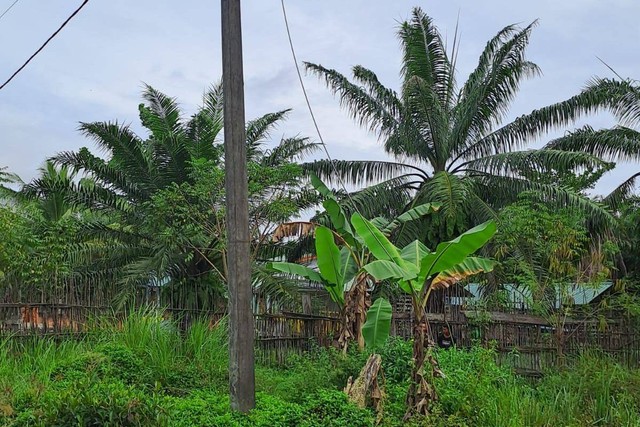 Lokasi penemuan jasad pria yang tewas dengan kondisi terbakar di Kabupaten Langkat. Foto: Dok. Istimewa