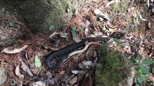 Detik-detik ular pelangi mencoba melahap belut berlendir. Foto: Wildlife Resources Division - Georgia DNR/Facebook