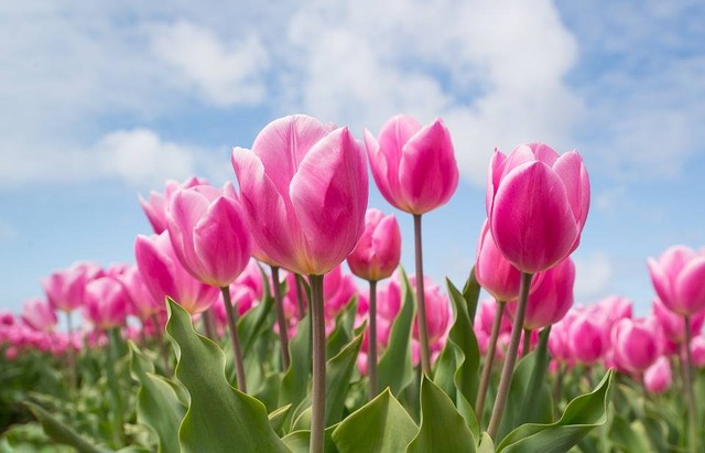 Ilustrasi filosofi bunga tulip. Foto: Pixabay