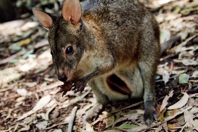 Sebutkan empat jenis fauna yang menjadi simbol ikon benua Australia. Sumber: unsplash.com