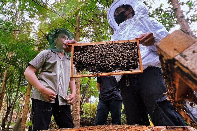 Proses panen lebah di Suhita Bee Farm | Foto: Roza Hariqo/Lampung Geh