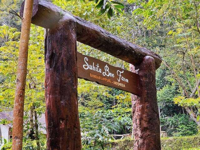 Panen Madu di Suhita Bee Farm Lampung, Peternakan Lebah Bersertifikat Nasional (1)