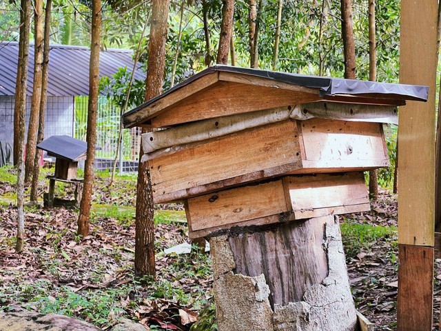 Panen Madu di Suhita Bee Farm Lampung, Peternakan Lebah Bersertifikat Nasional (2)