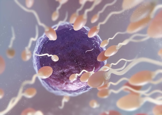 Ilustrasi Proses Pengeluaran Sperma dari Testis, Sumber: www.frepik.com