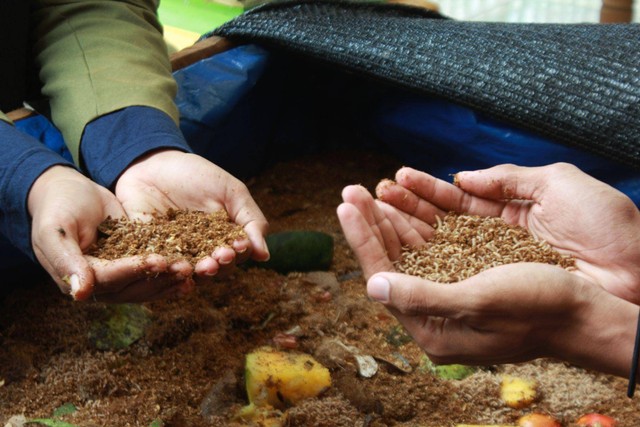 Pemberian Sampah Organik kepada Maggot Untuk Penguraian (Kredit Foto: Dokumen Pribadi Kelompok 15 KKN-T MBKM UPN Veteran Jawa Timur)