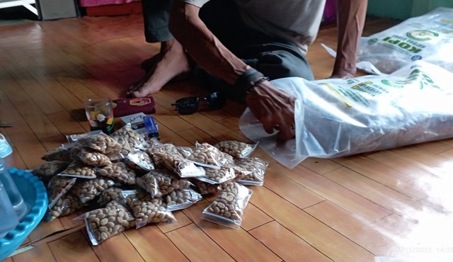 30 ribu bibit kopi yang diserahkan oleh Yayasan Palung kepada 6 Lembaga Desa Pengelola Hutan Desa (LDPHD) di Simpang Hilir, Kabupaten Kayong Utara, pada Kamis-Jumat  (8-9/12/2022). (Foto dok : Hendri Gunawan/Yayasan Palung).