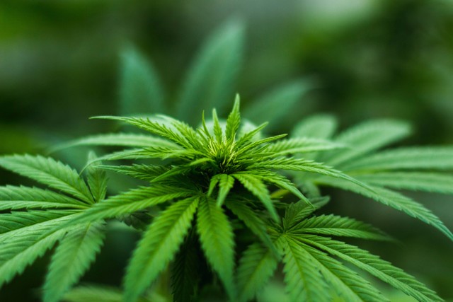 Tanaman Ganja | Sumber: https://www.pexels.com/photo/shallow-focus-photography-of-cannabis-plant-606506/