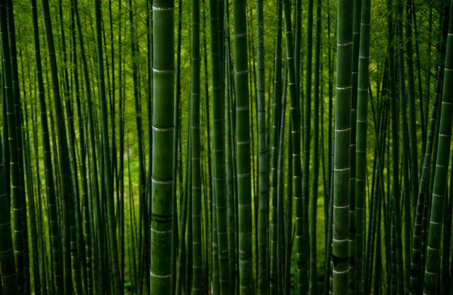 Ilustrasi Jelaskan keuntungan penggunaan bahan bambu dalam pembuatan kerajinan, sumber foto (Clement Souchet) by unsplash.com