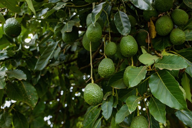 Ilustrasi pohon alpukat. Foto: Pexels