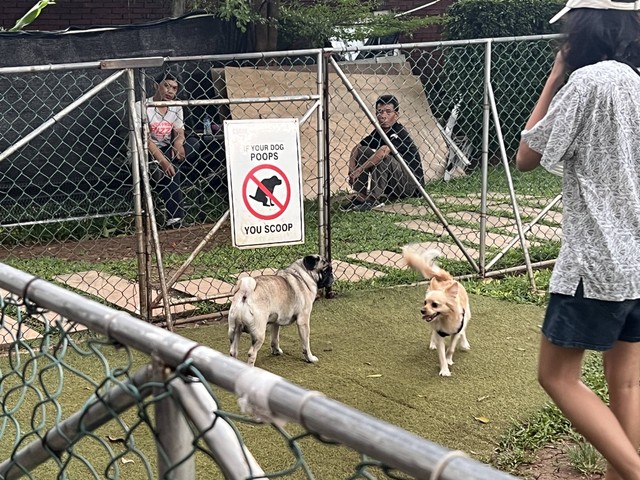 Taman bermain anjing. Sumber foto : ranisya ( milik pribadi )