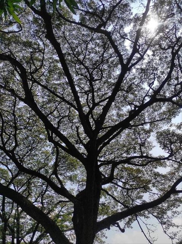 Foto salah satu pohon di taman hutan Bekasi (sumber: dokumentasi pribadi) 