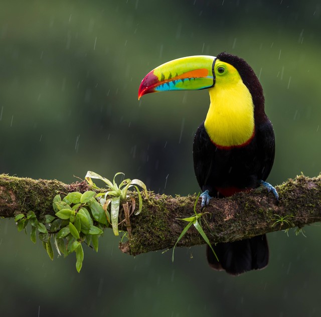 Ilustrasi Mengapa perlu dibangun suaka margasatwa sebagai upaya konservasi flora dan fauna . (Foto: Zdenek Machacek | Unsplash.com)