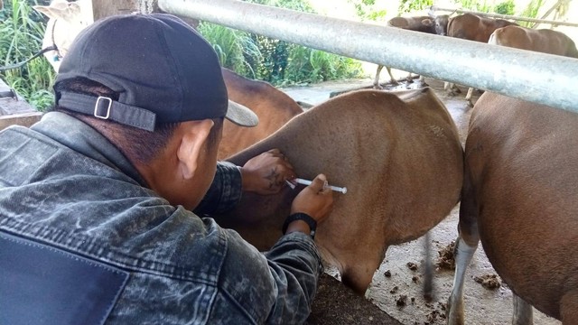 Dinas Perkebunan dan Peternakan Sulawesi Tengah saat melakukan vaksinasi PMK. Foto. Dok. Dinas Perkebunan dan Peternakan Sulteng