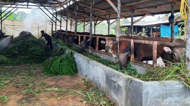 Peternakan sapi di Kepulauan Riau. Foto: Ismail/kepripedia.com