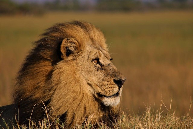 Ilustrasi Sebutkan Hewan yang Muncul di The Lion King. (Foto: Ru1Schoeman by https://pixabay.com/id/)
