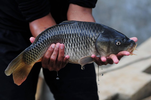  Ilustrasi ikan mas hitam Foto: Shutterstock