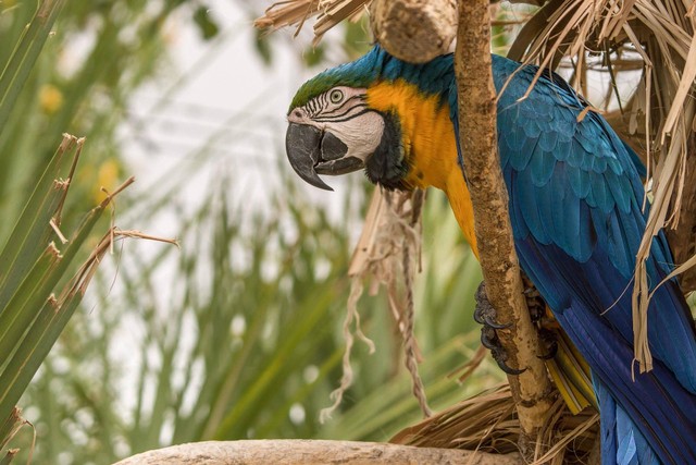 burung macaw blue and gold (sumber : https://pixabay.com/id/)