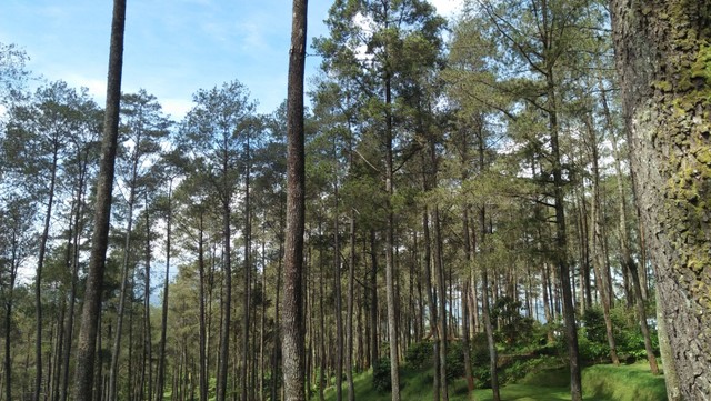 Hutan yang berada di Orchid Forest Cikole, Bandung, Jawa Barat, Indonesia, Sabtu (20/06/2020). Foto: Koleksi pribadi