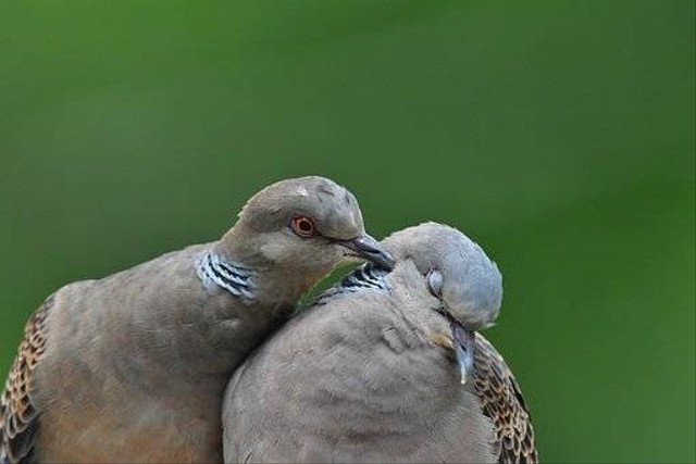 Ilustrasi burung perkutut. Foto: pixabay