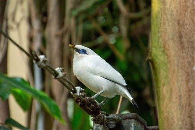 burung jalak bali