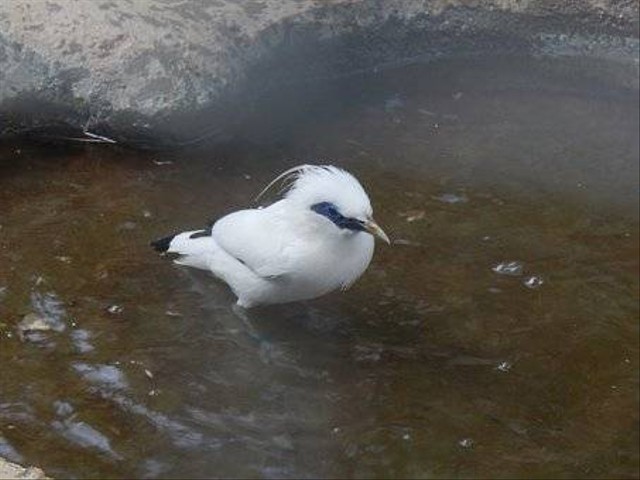 burung jalak bali