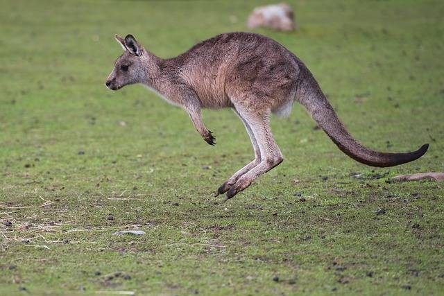Ilustrasi: Mengenal Hewan yang Menjadi Ikon Negara Australia Sumber: pixabay.com