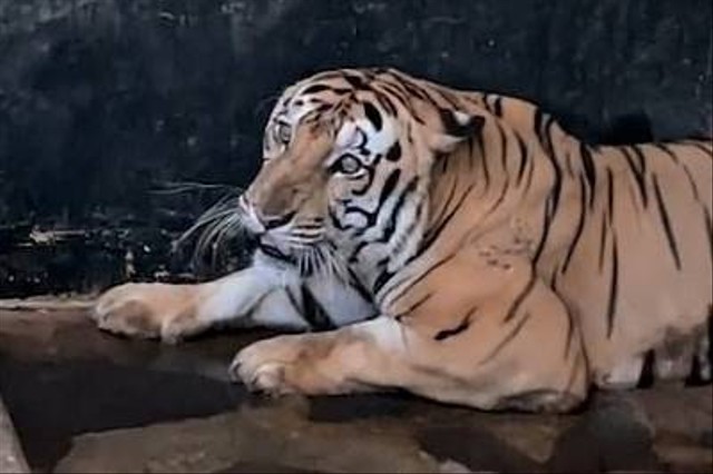 Harimau benggala bernama Juve saat berada di kandang Taman Margasatwa Ragunan.  Foto: Instagram/@ragunanzoo