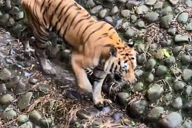 Harimau benggala bernama Juve saat berada di kandang Taman Margasatwa Ragunan.  Foto: Instagram/@ragunanzoo