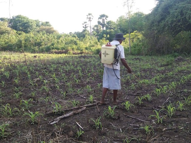 Keterangan foto: Seorang petani di kecamatan Ile Ape, Lembata sedang menyemprot cairan penyubur jagung di kebun miliknya. Foto oleh:Teddi L.