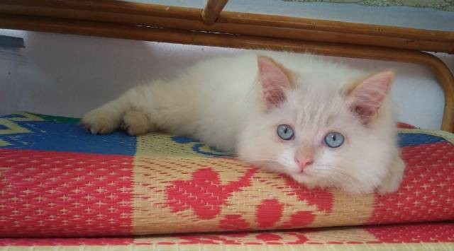 foto salah satu kucing ras sebagai hewan peliharaan (Dokumentasi pribadi)