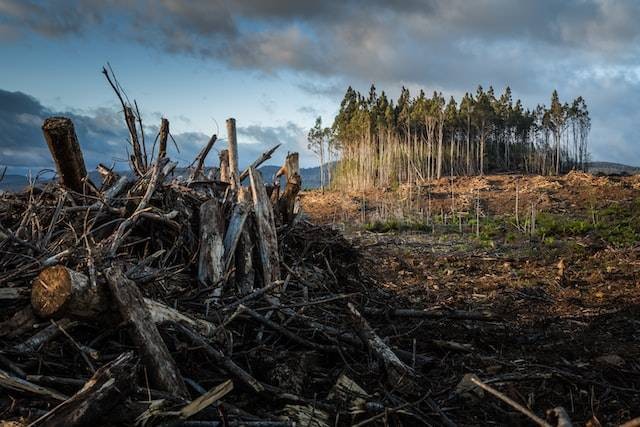 Land clearing adalah pembukaan lahan pada tanah untuk pertanian. Sumber: unsplash.com