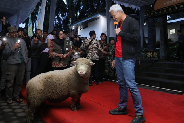 Gubernur Jateng Ganjar Pranowo melihat kondisi domba batur di Pendopo Soeharto Whitlam, Desa Dieng Kulon, Kecamatan Batur, Kabupaten Banjarnegara, Jawa Tengah, Kamis (15/12/2022). Foto: Dok. Istimewa