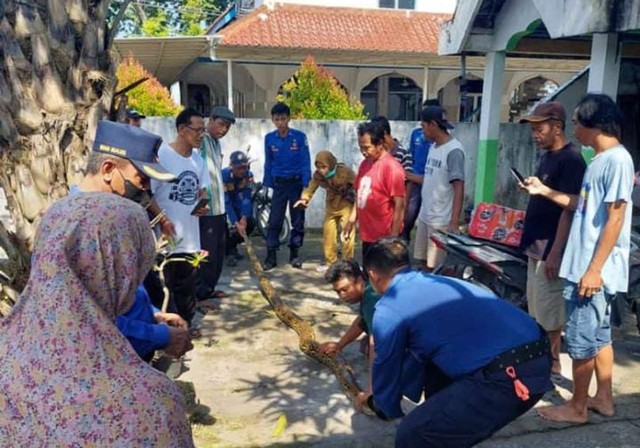 Ular Sanca 4 Meter Jebol Plafon Rumah Bikin Heboh Warga Lamongan