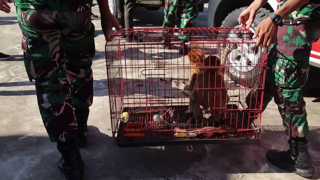 Petugas mengevakuasi satwa liar dilindungi asal Kalimantan yang hendak diselundupkan ke Vietnam. Foto: Dok Hi!Pontianak 