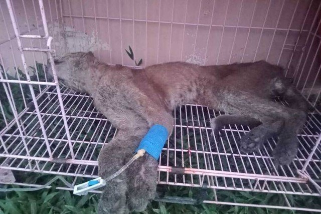 Kondisi kucing emas yang ditemukan warga Kota Solok, Selasa (20/12/2022). Dokumentasi: BKSDA Sumbar