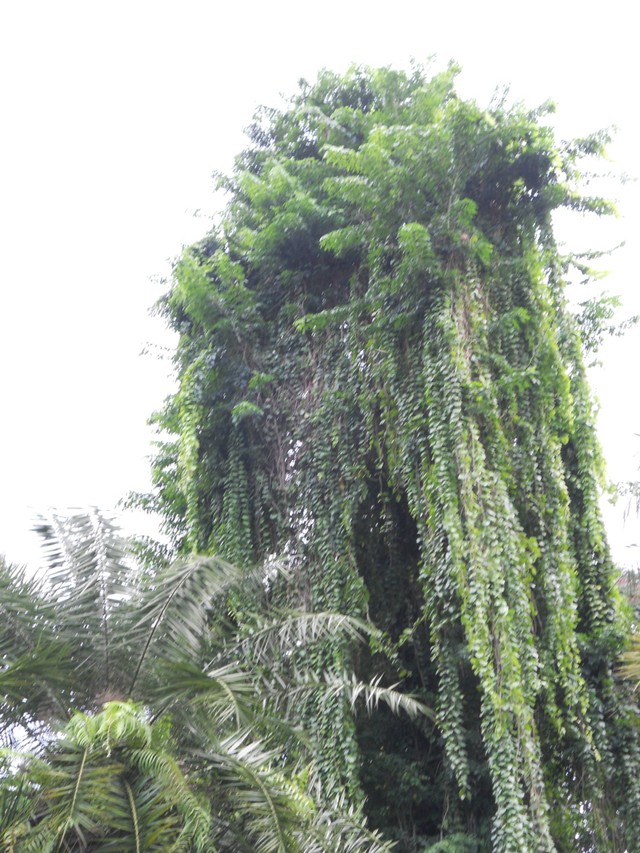 Sosok tanaman timun hutan yang tumbuh merambat menutupi pohon penopang nya. Foto Dokumentasi : Lyndle Hardstaff.