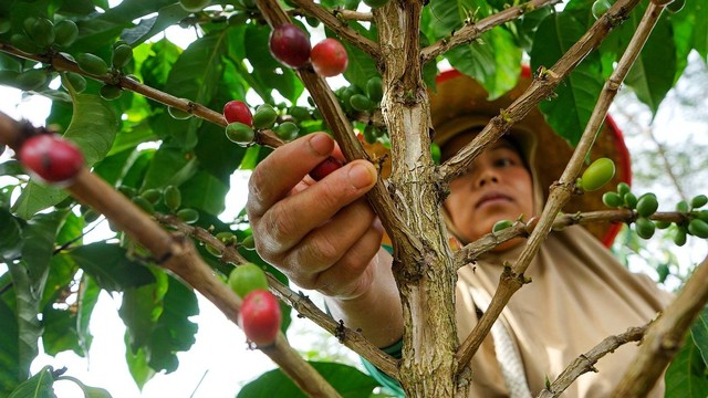 Seorang petani kopi di Desa Rimba Candi Kota Pagar Alam, Sumatera Selatan yang tengah memetik biji kopi di kebun miliknya, Kamis (22/12) Foto: abp/Urban Id