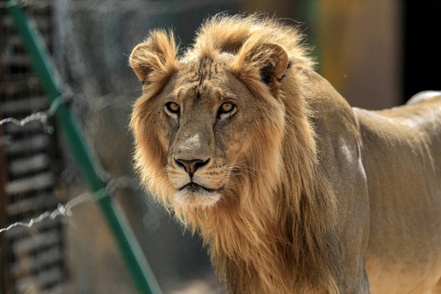Seekor singa Afrika jantan (Panthera leo) terlihat di kandang di pusat Penyelamatan Satwa Sudan di al-Bageir, selatan ibu kota Khartoum pada 28 Februari 2022. Foto: ASHRAF SHAZLY/AFP