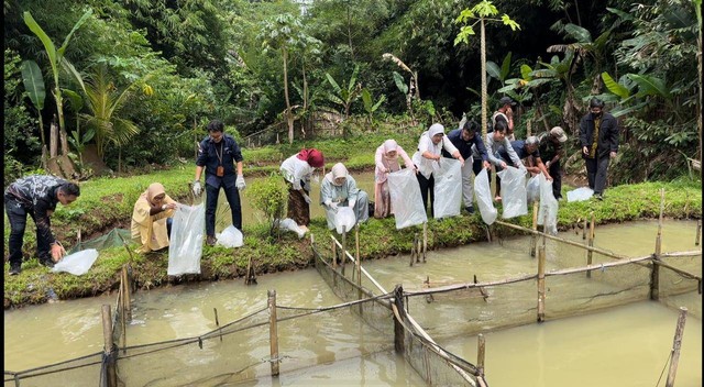 Para pengajar dan mahasiswa SBM ITB ikut menebar bibit ikan di Burayak Integrated Farm, mitra binaan Indonesia Power di dekat PLTA Saguling, Bandung Barat (22/12).  