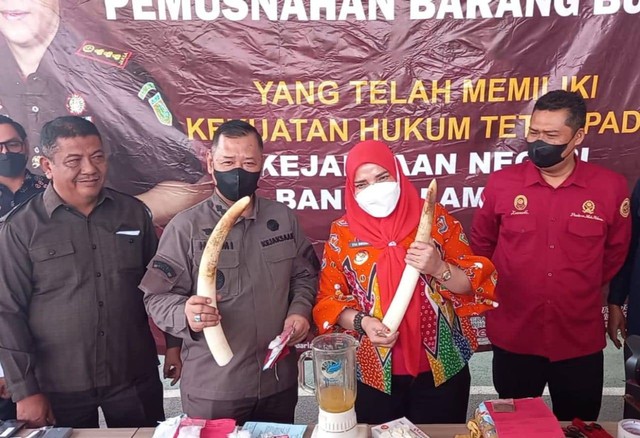 Kepala Kejaksaan Negeri Bandar Lampung Helmi dan Walikota Bandar Lampung Eva Dwiana memusnahkan dua gading gajah dan barang bukti lainnya. | Foto : Ist
