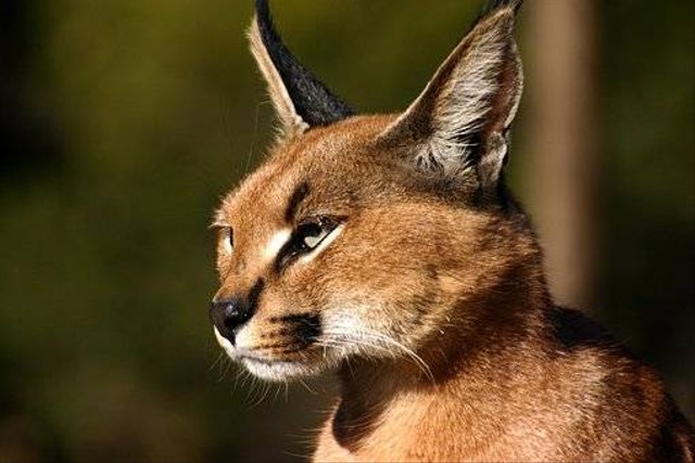 Ilustrasi kucing caracal. Foto: Pexels