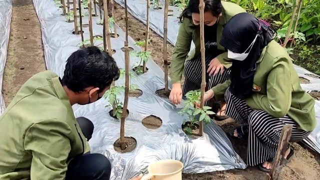 Pemupukan menggunakan Pupuk Phospat pada Tanaman Tomat Foto: sumber pribadi